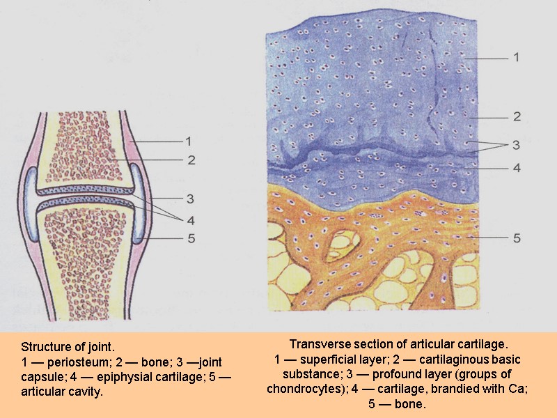 Transverse section of articular cartilage. 1 — superficial layer; 2 — cartilaginous basic substance;